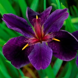 Black Gamecock Louisiana Iris (Very Dark Purple, Narrow Golden Signals, Late Season), Iris x 'Black Gamecock'